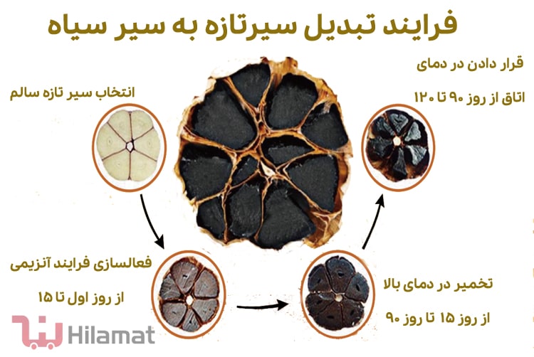 مراحل درست کردن سیر سیاه و تخمیر آن