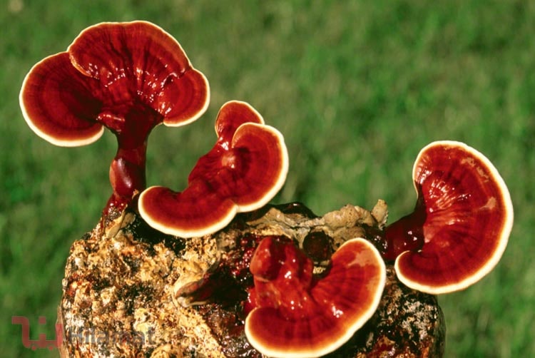 قارچ گانودرما چیست