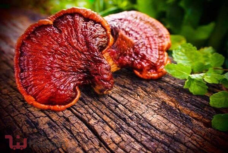 گانودرما لوسیدوم