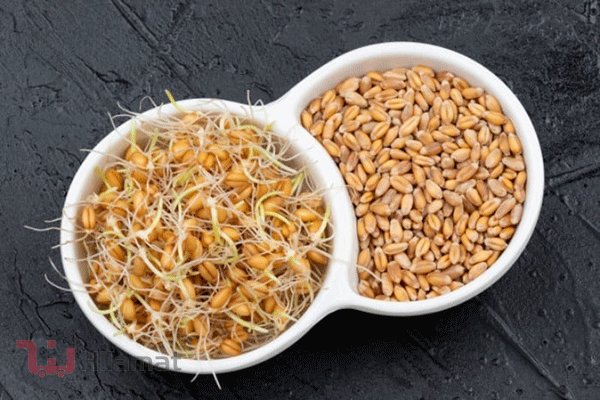 پودر جوانه گندم