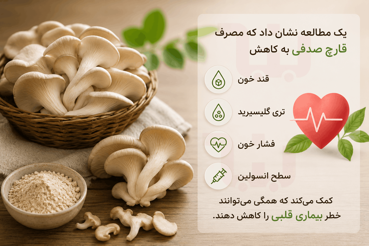 فواید قارچ صدفی